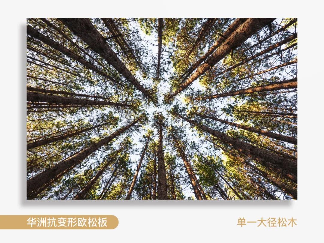 看得見的純凈，華洲抗變形歐松板！(圖2)